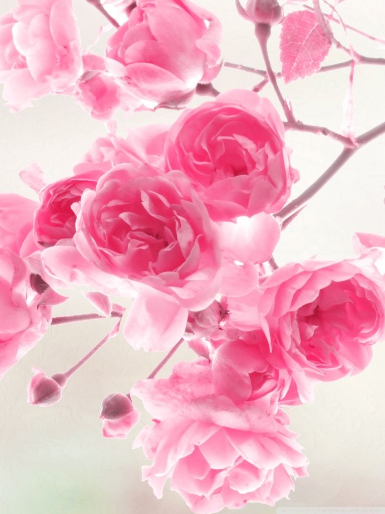 Pink Flower Desktop Wallpapers