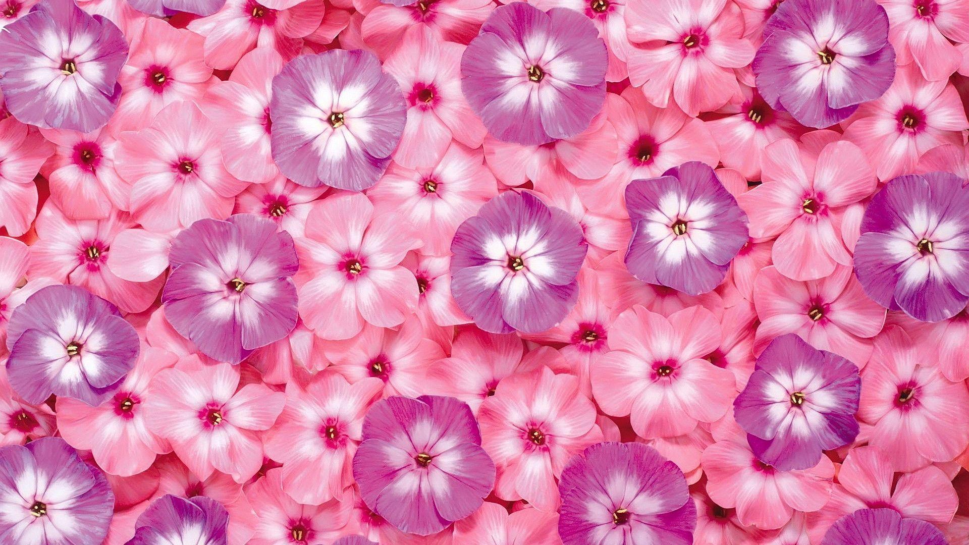 Pink Flower Desktop Wallpapers