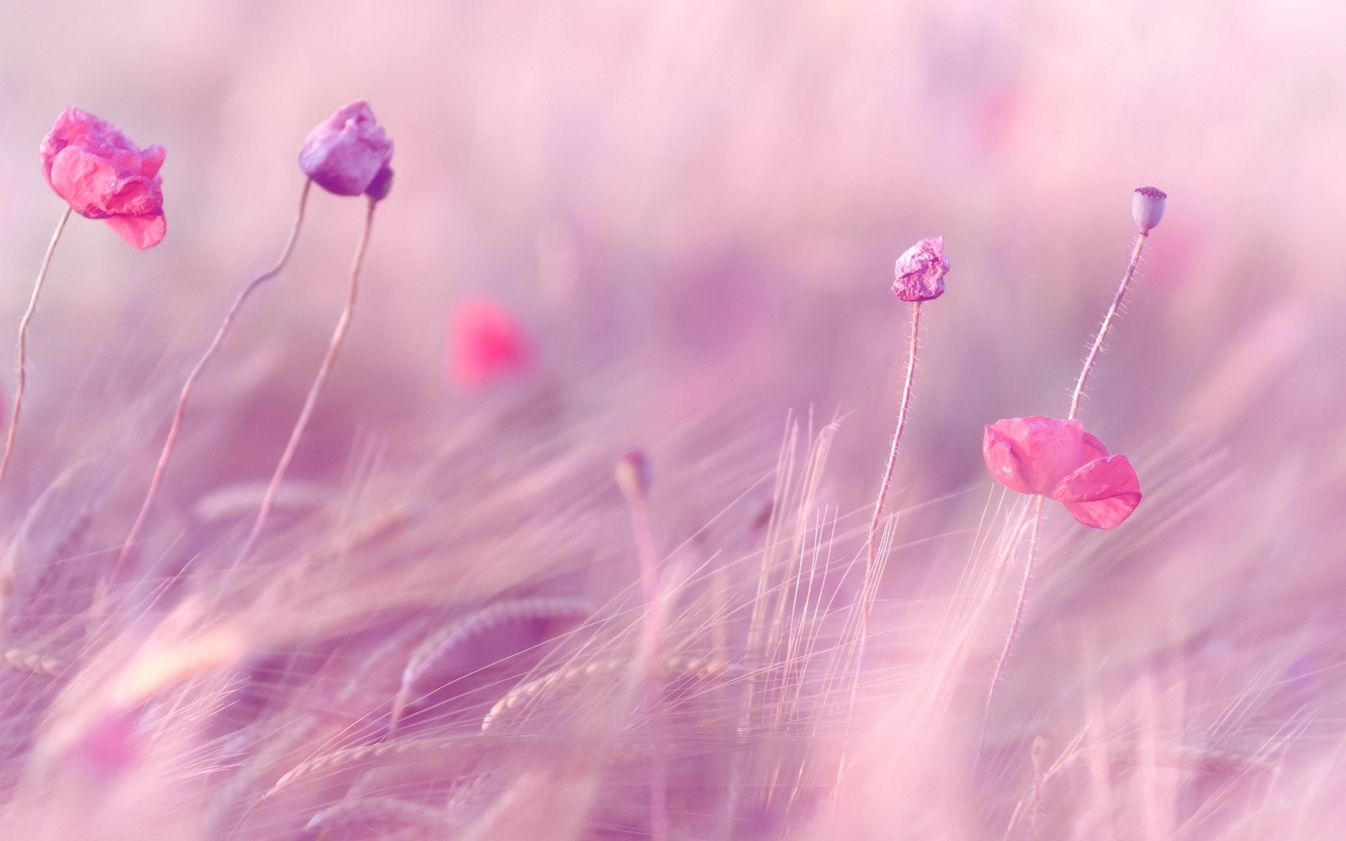 Pink Flower Desktop Wallpapers