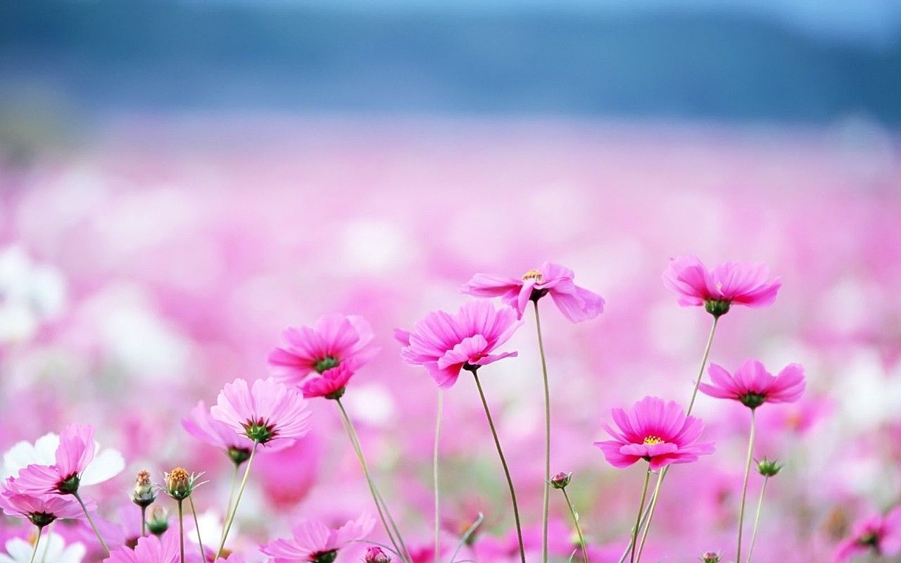 Pink Flower Desktop Wallpapers