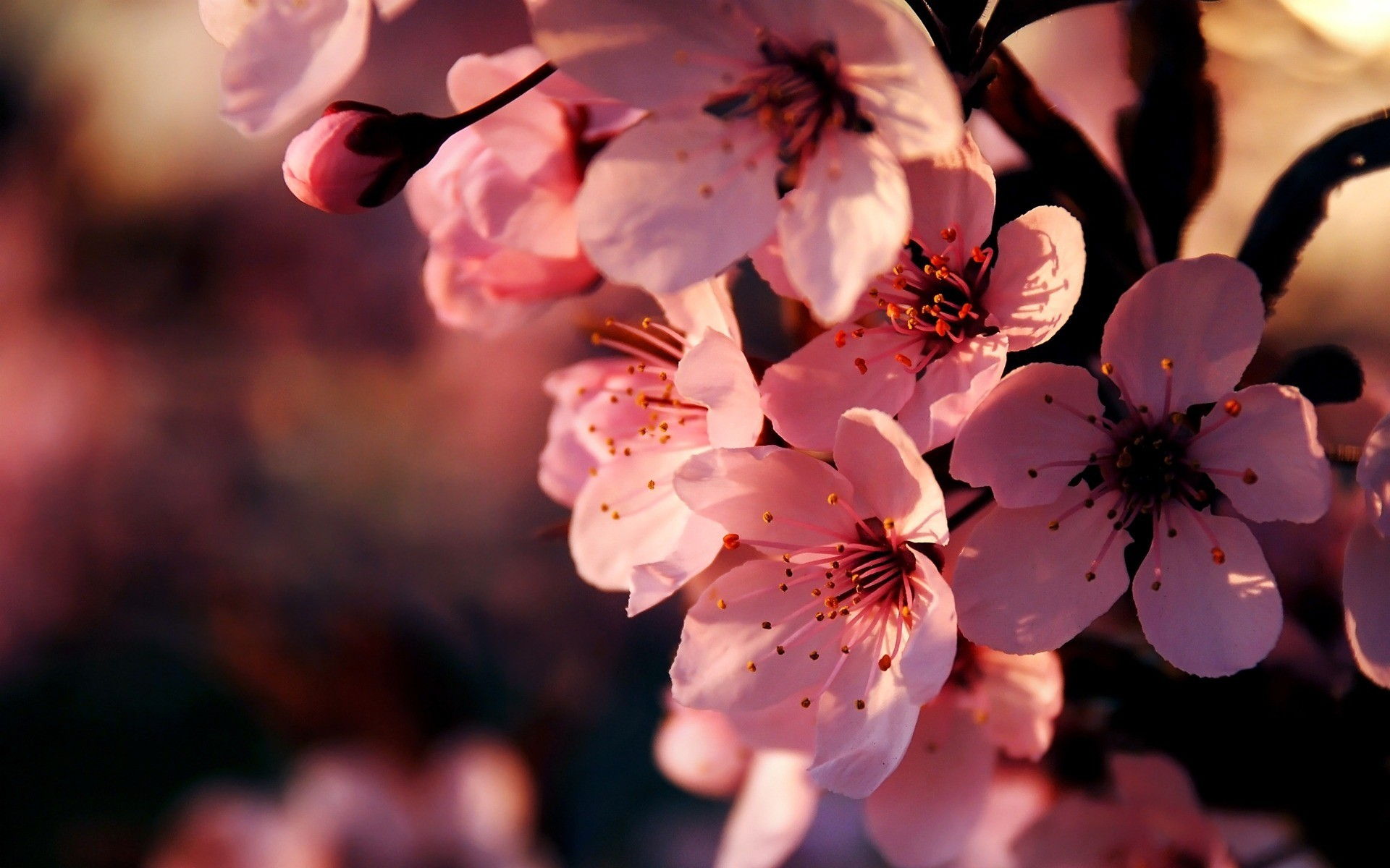 Pink Flower Desktop Wallpapers