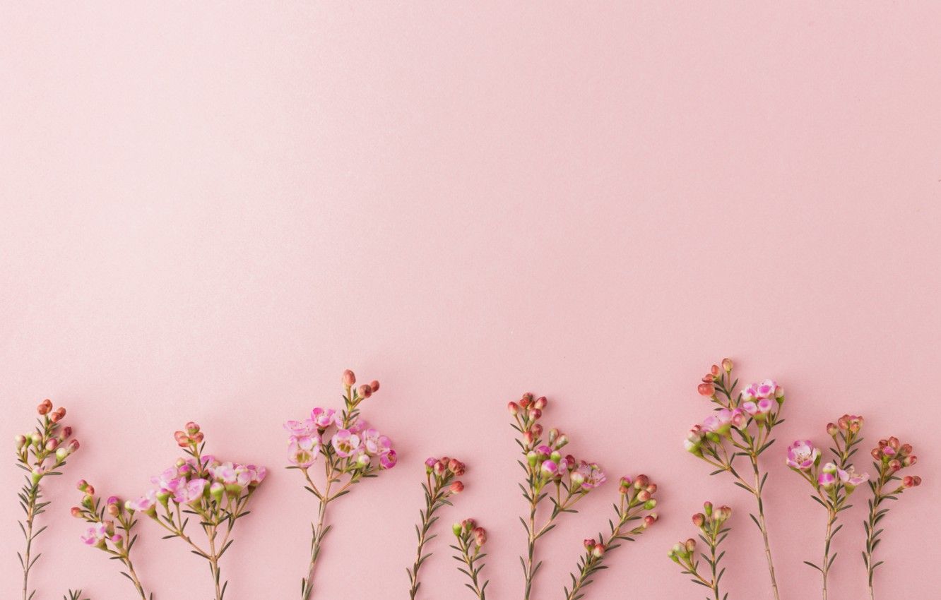 Pink Flower Desktop Wallpapers