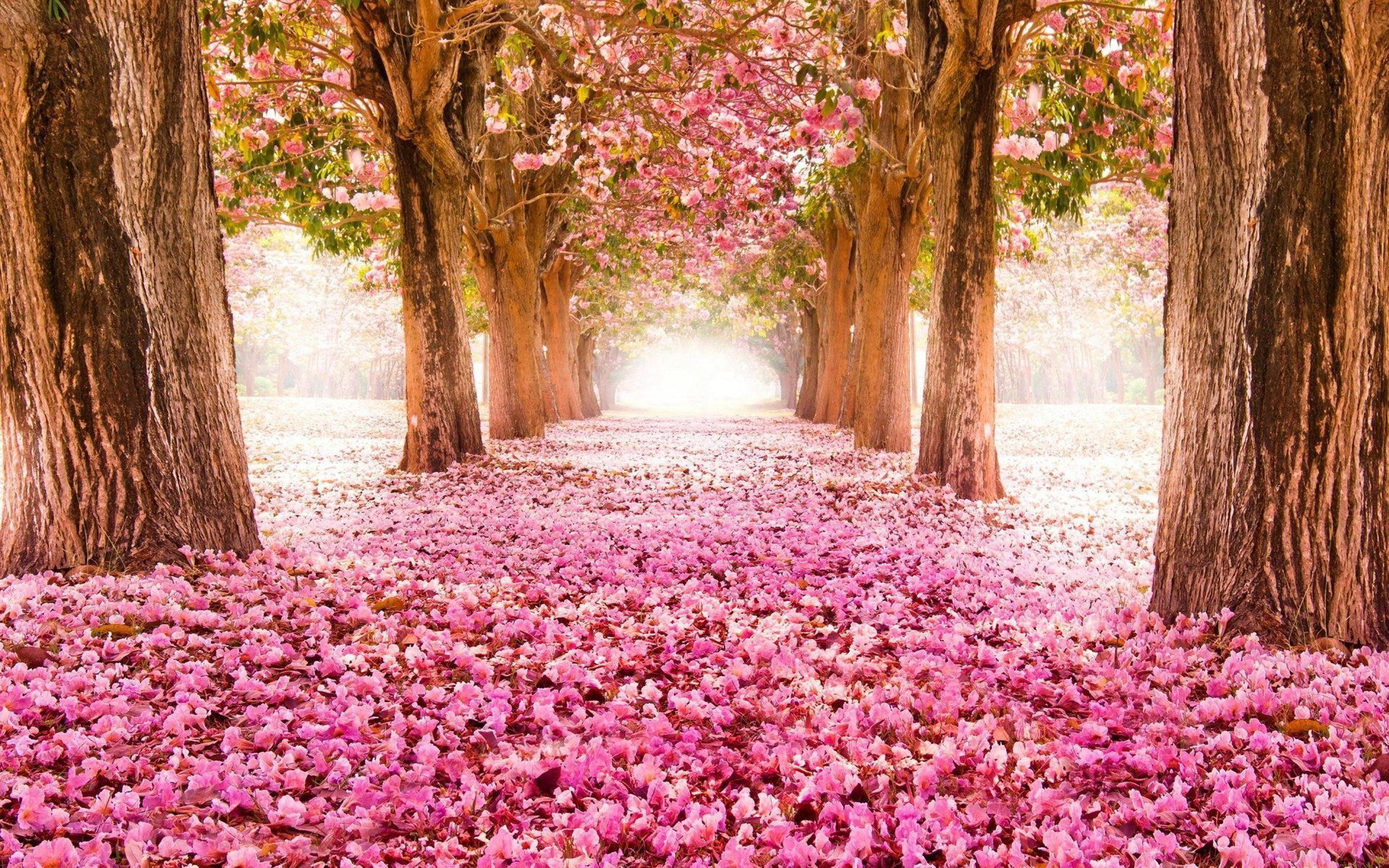 Pink Flower Desktop Wallpapers