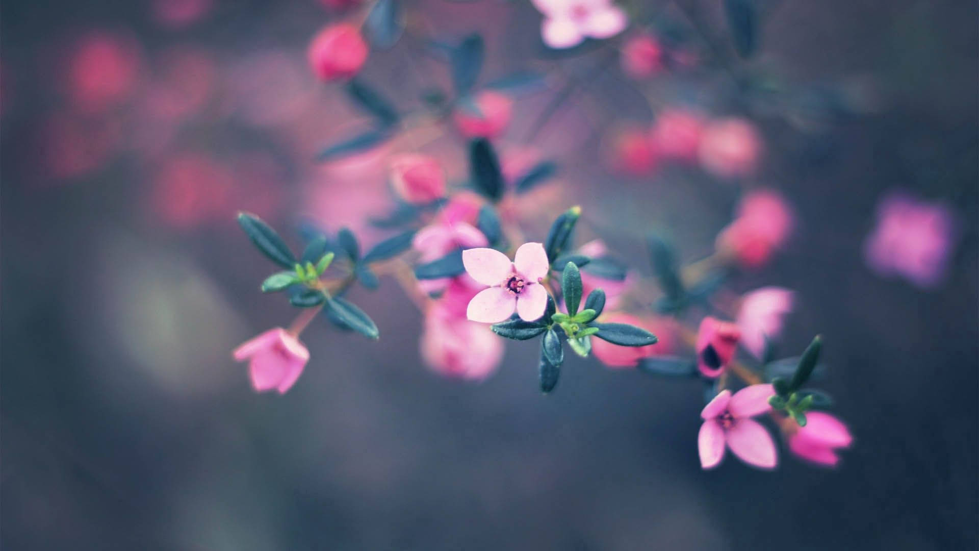 Pink Flower Desktop Wallpapers