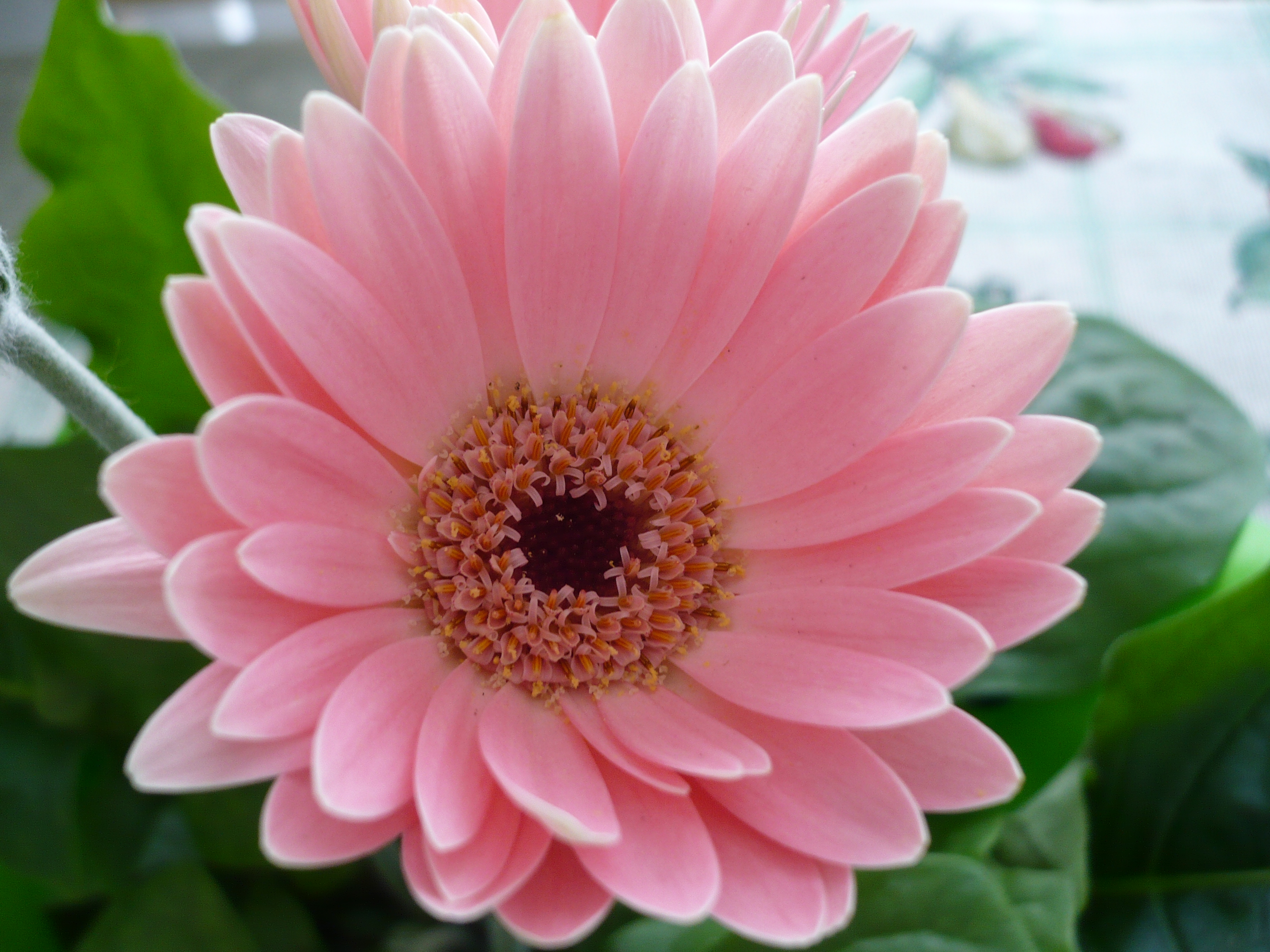 Pink Flower Desktop Wallpapers