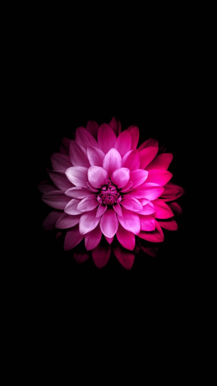 Pink Flower Iphone Wallpapers