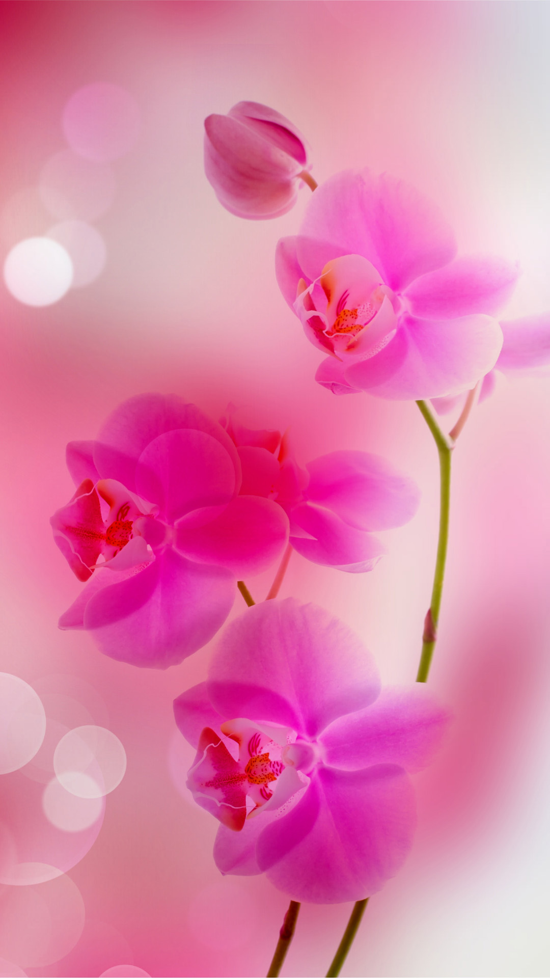 Pink Flower Iphone Wallpapers