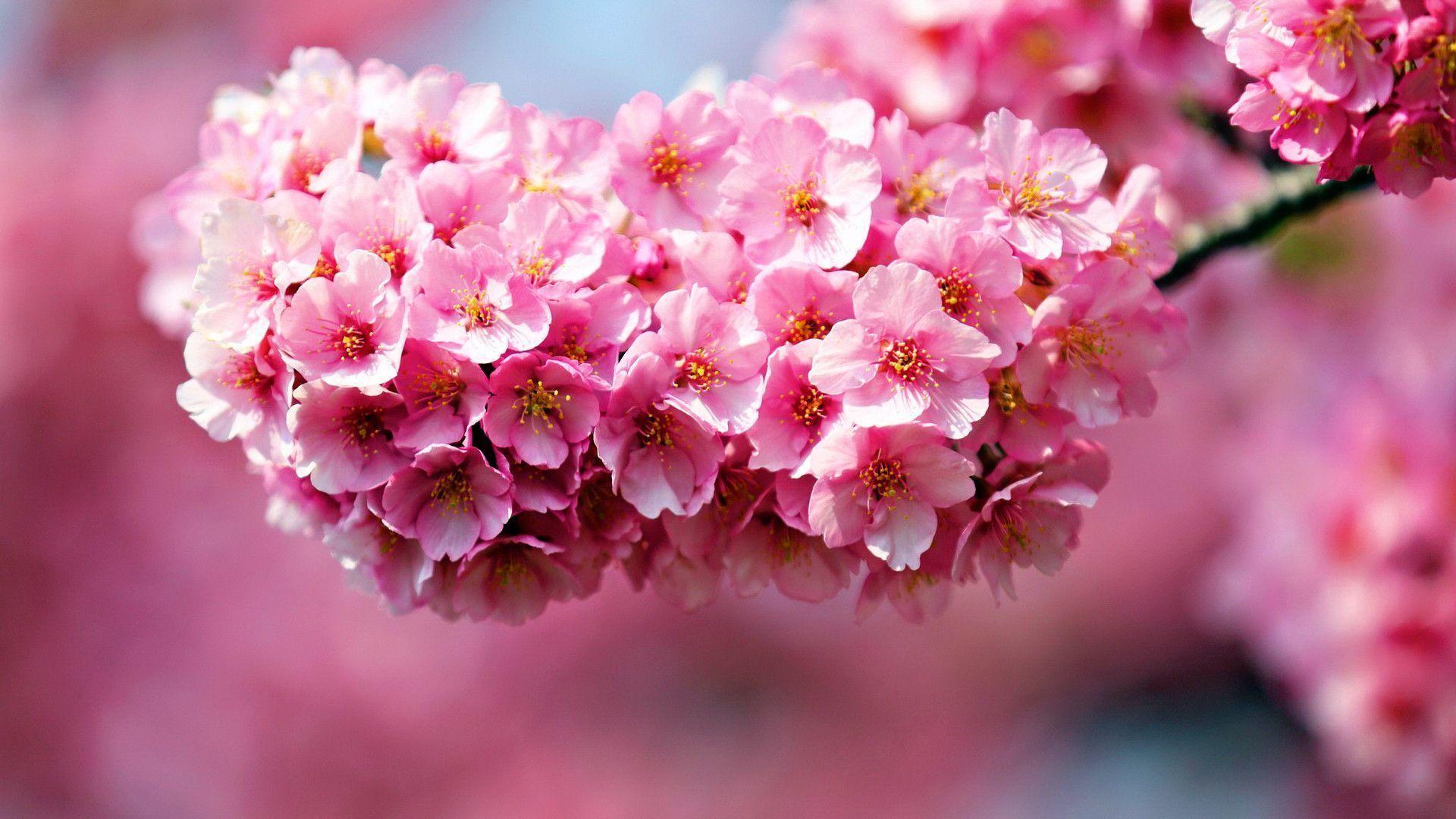 Pink Flower Wallpapers