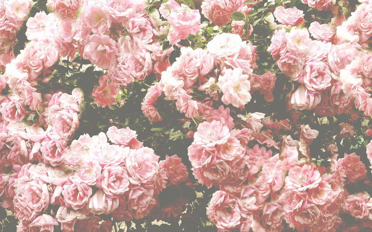 Pink Flowers Aesthetic Laptop Wallpapers