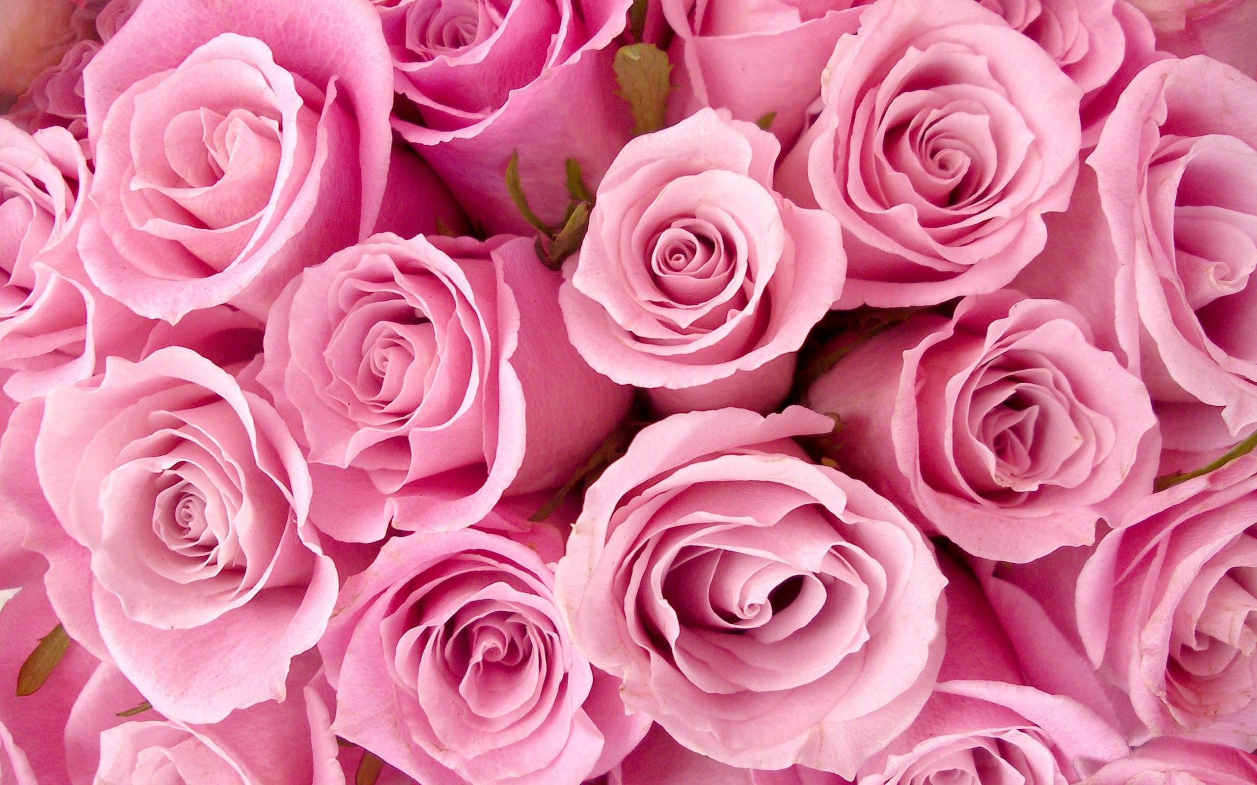 Pink Flowers Aesthetic Laptop Wallpapers