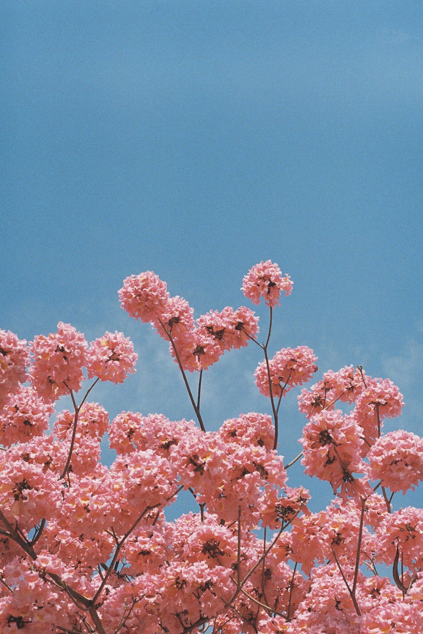 Pink Flowers Aesthetic Wallpapers