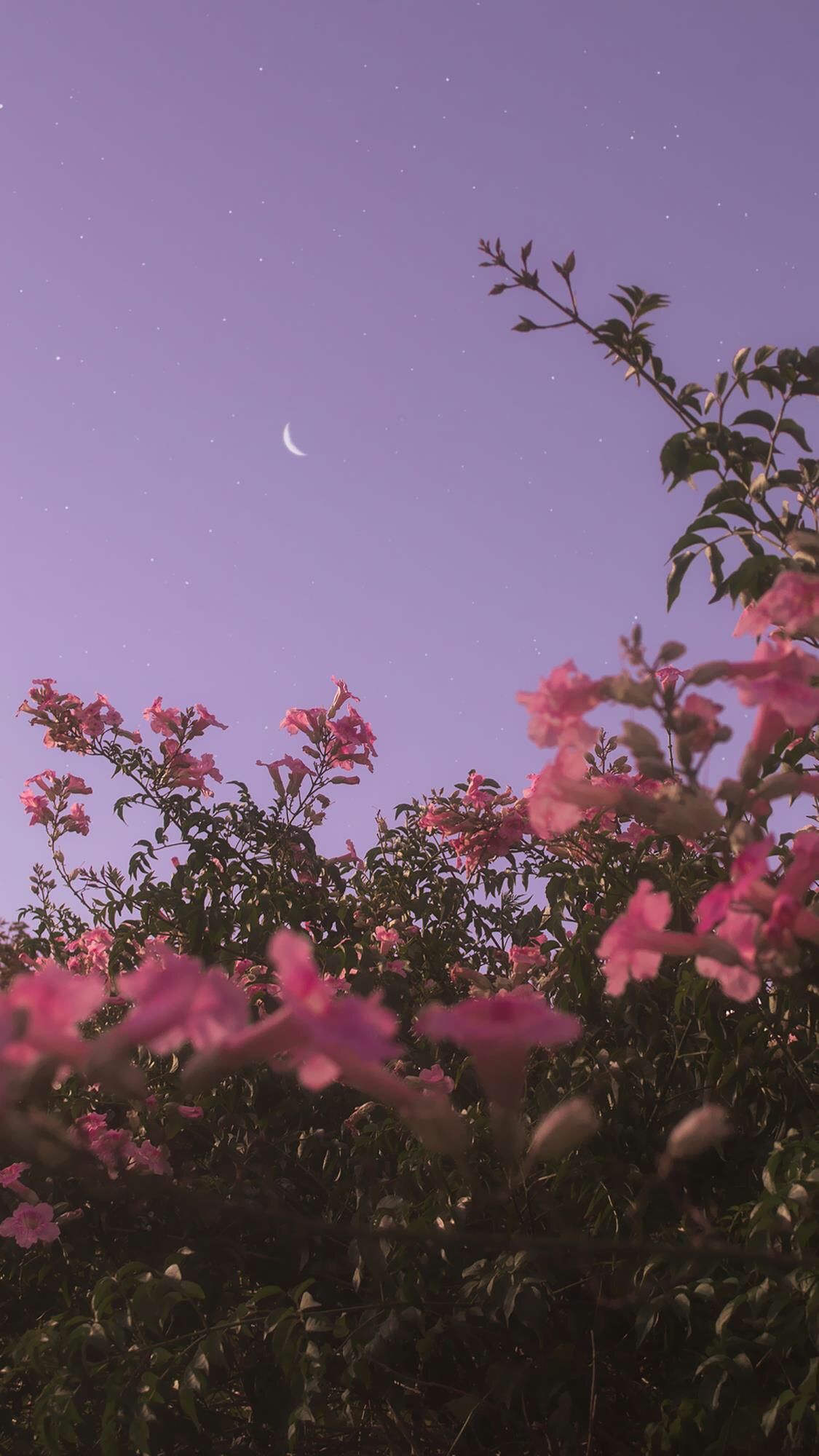 Pink Flowers Aesthetic Wallpapers