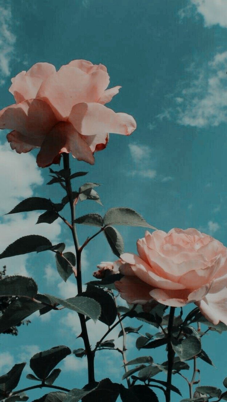 Pink Flowers Aesthetic Wallpapers