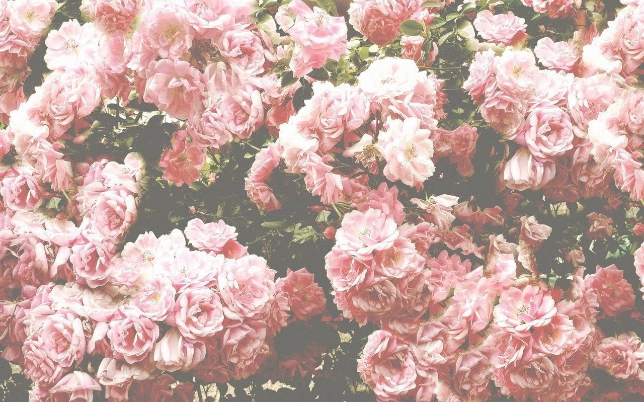 Pink Flowers Aesthetic Wallpapers