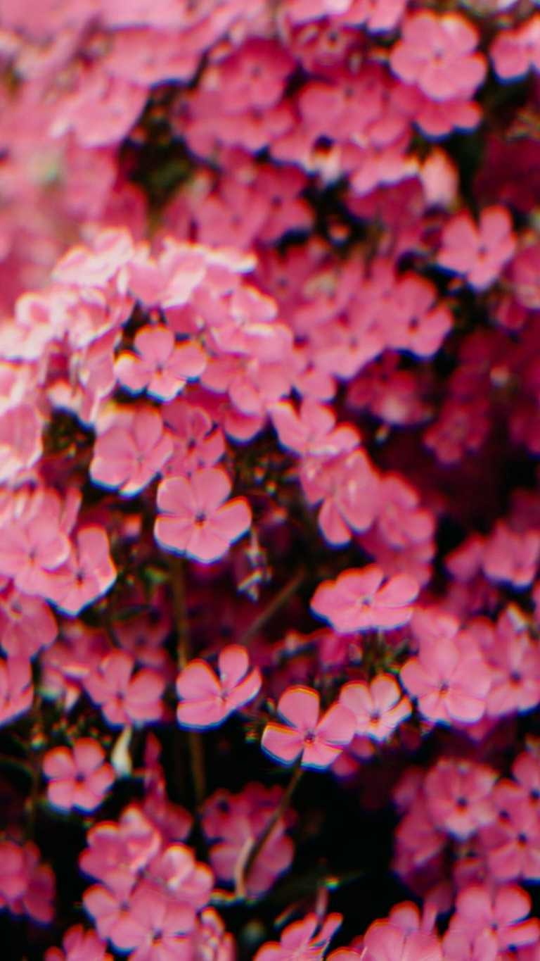 Pink Flowers Aesthetic Wallpapers