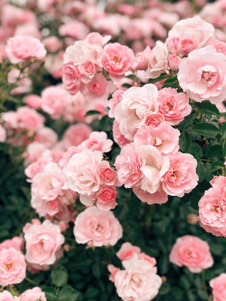 Pink Flowers Aesthetic Wallpapers