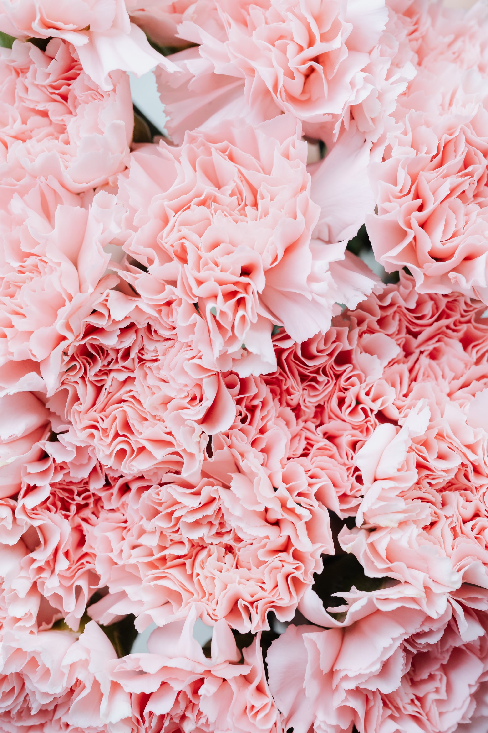 Pink Flowers Aesthetic Wallpapers