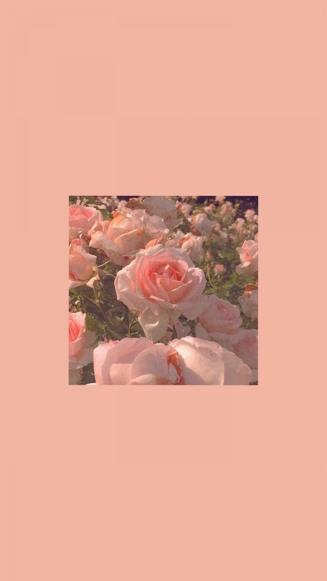 Pink Flowers Aesthetic Wallpapers