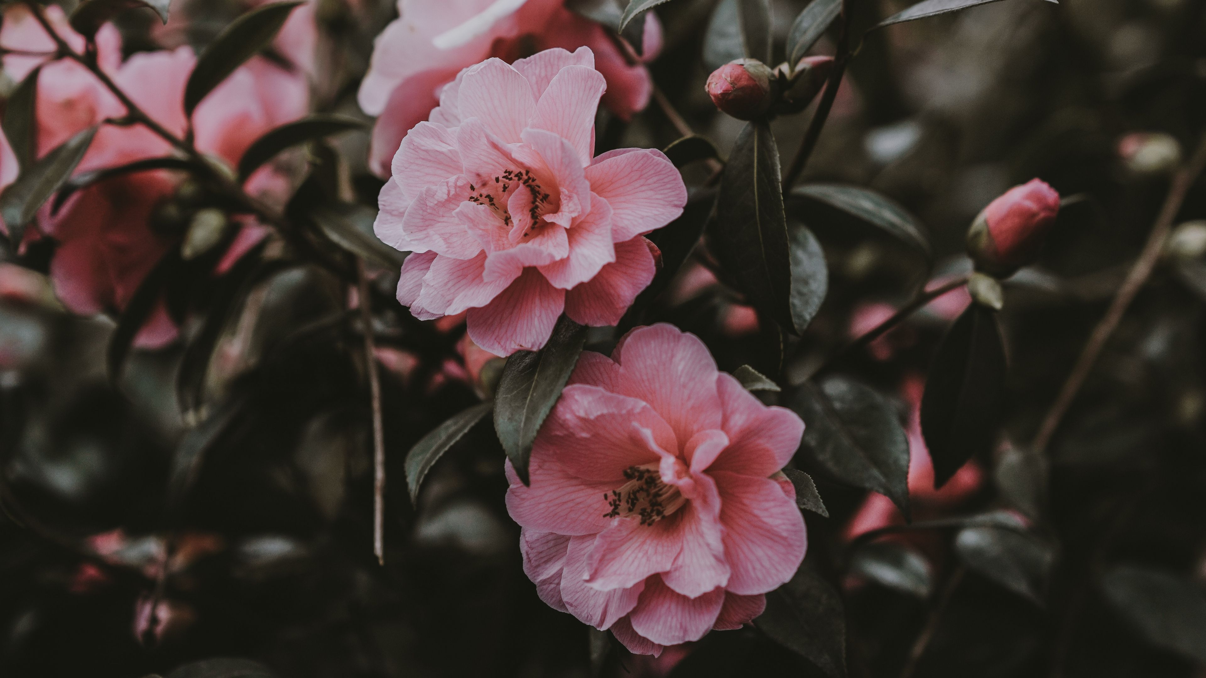 Pink Flowers Aesthetic Wallpapers