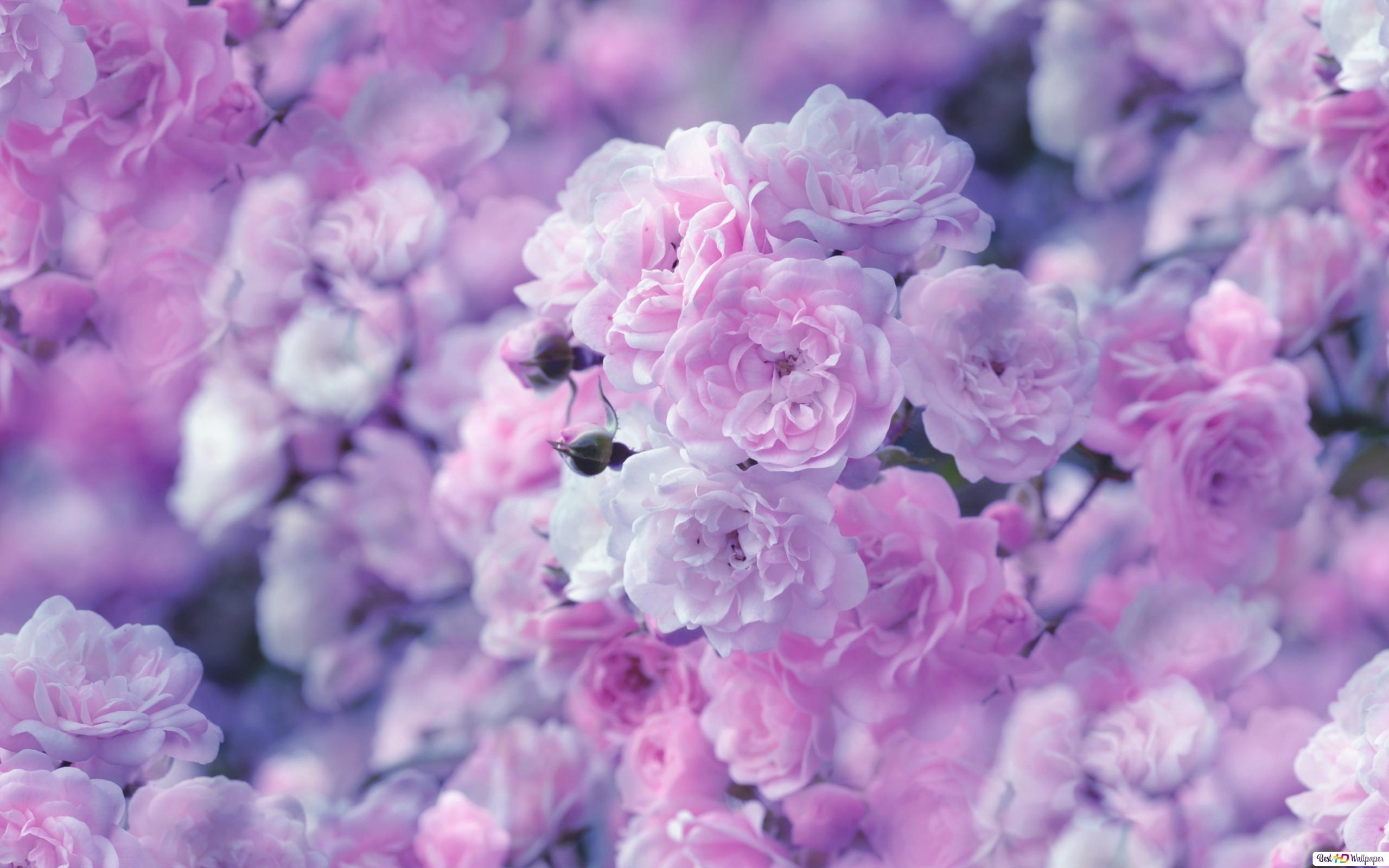 Pink Flowers Aesthetic Wallpapers