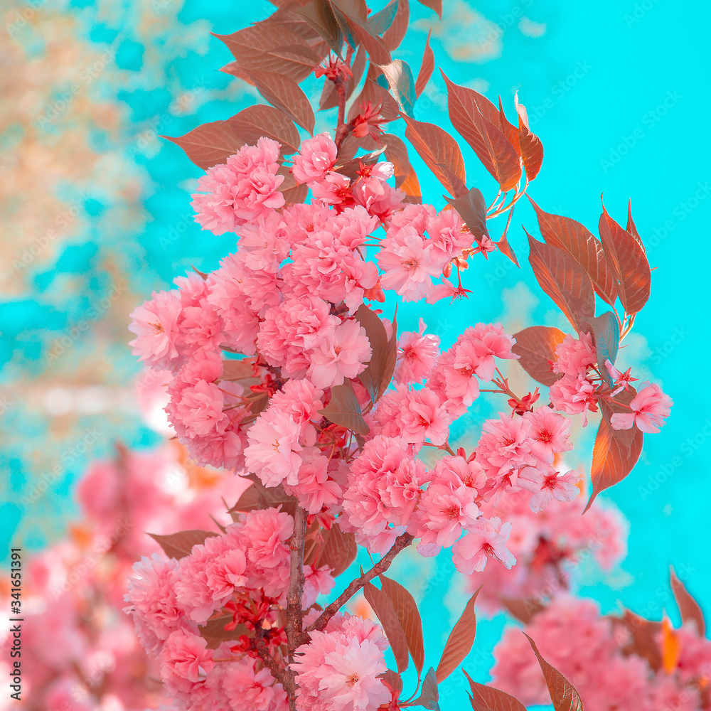 Pink Flowers Aesthetic Wallpapers