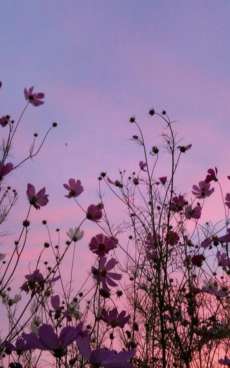 Pink Flowers Aesthetic Wallpapers