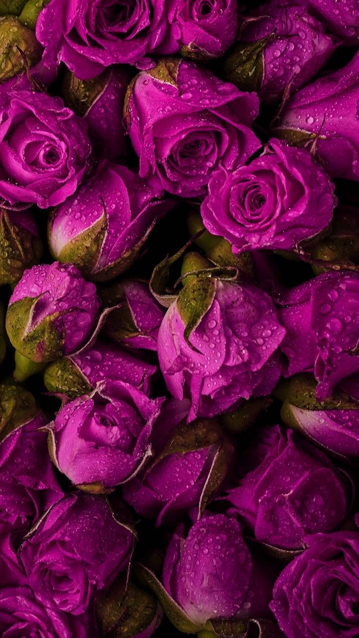 Pink Flowers Aesthetic Wallpapers