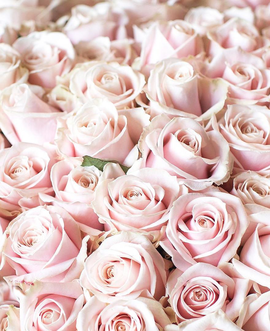 Pink Flowers Aesthetic Wallpapers