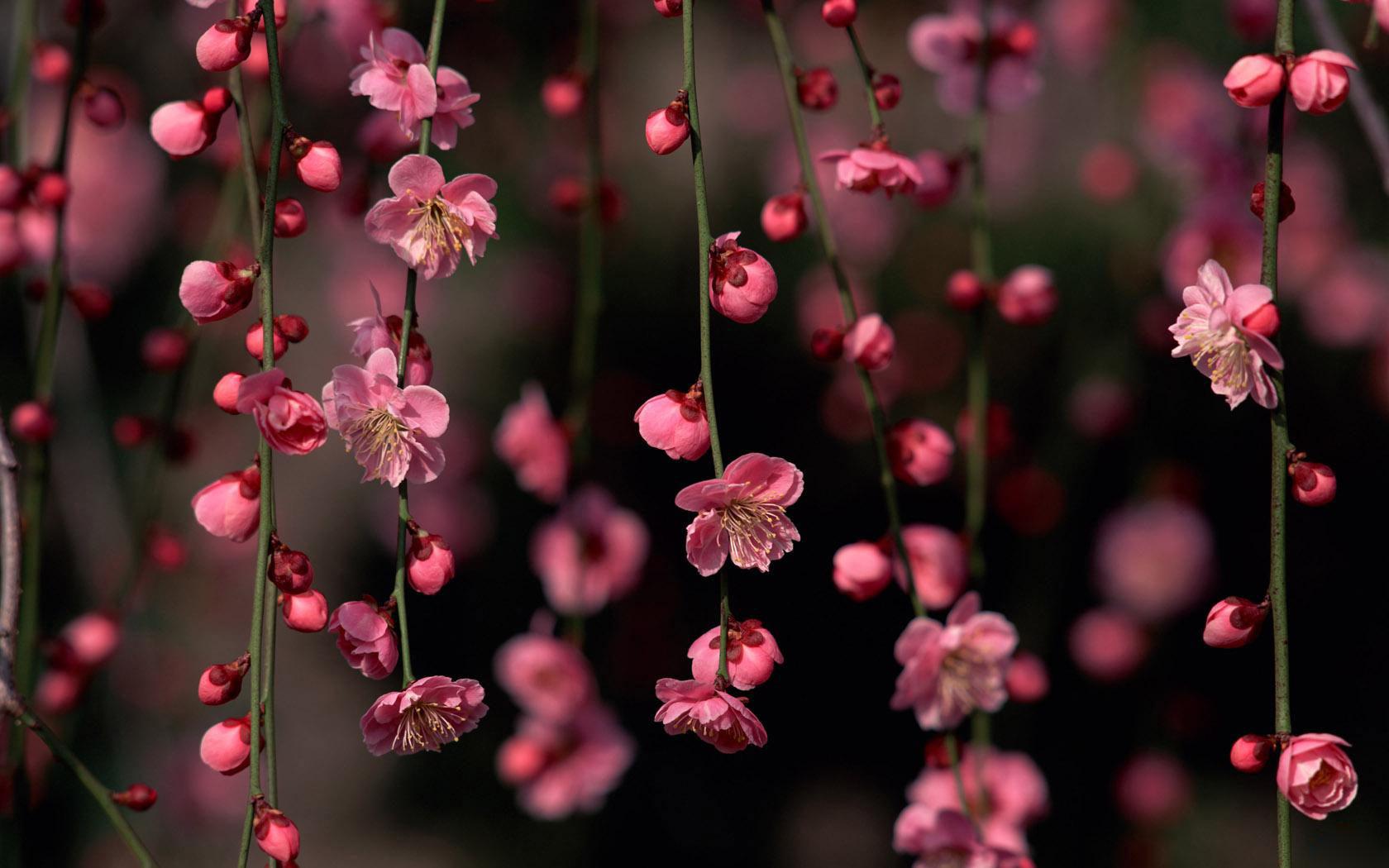 Pink Flowers Aesthetic Wallpapers