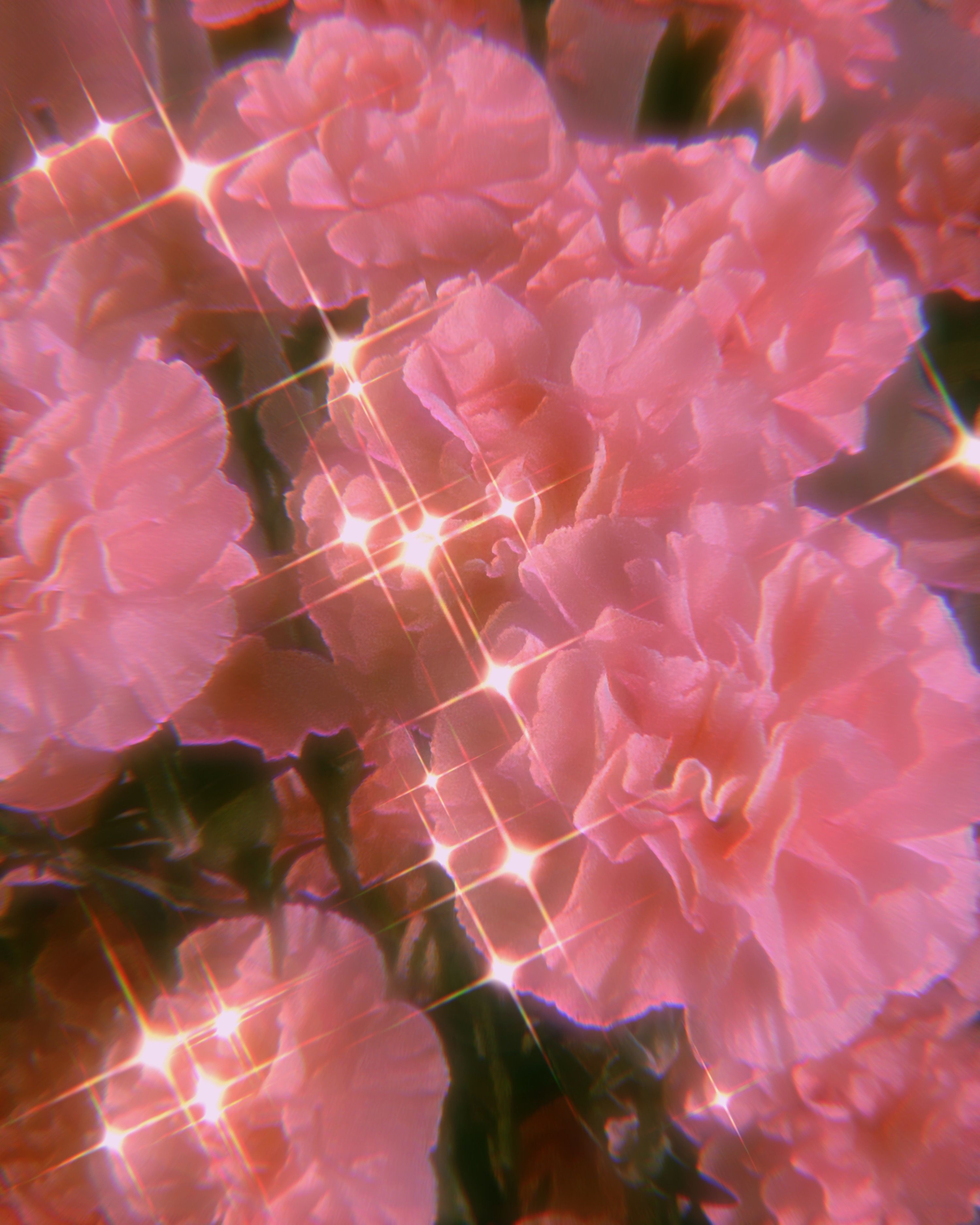 Pink Flowers Aesthetic Wallpapers
