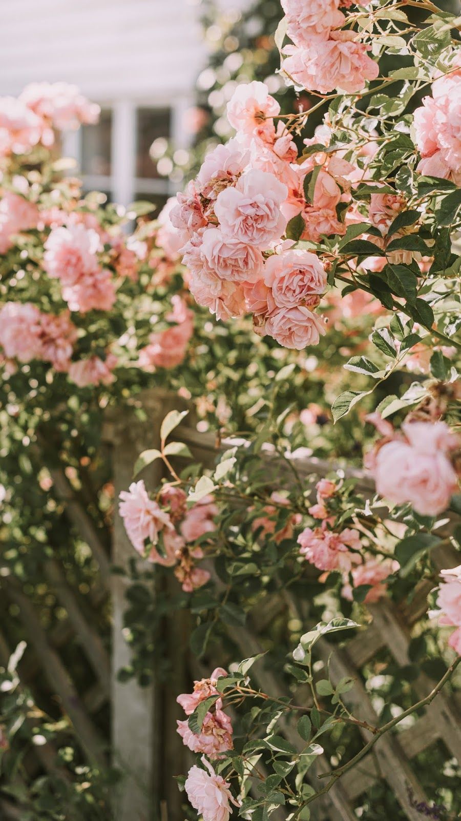 Pink Flowers Aesthetic Wallpapers