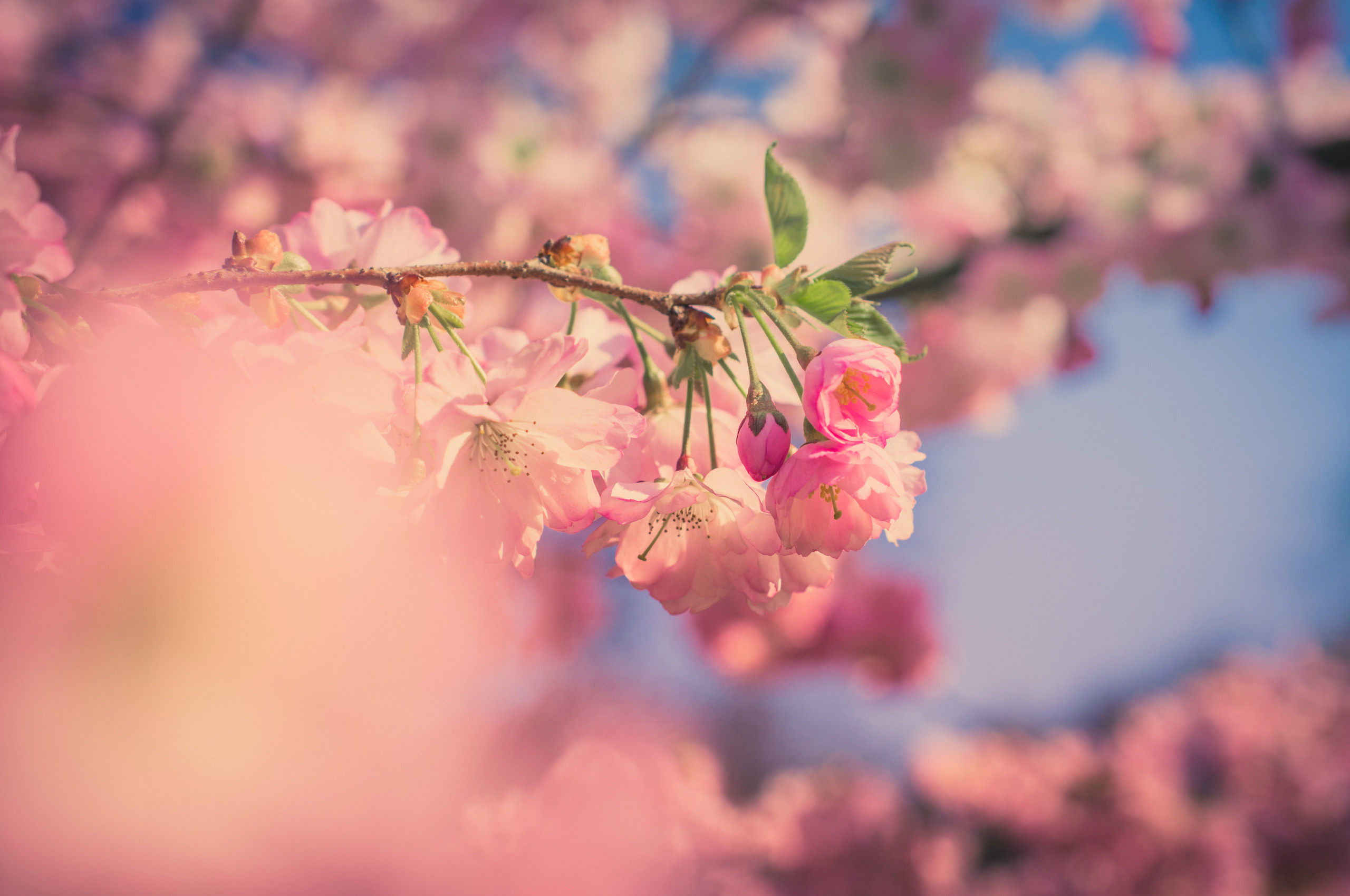 Pink Flowers Aesthetic Wallpapers