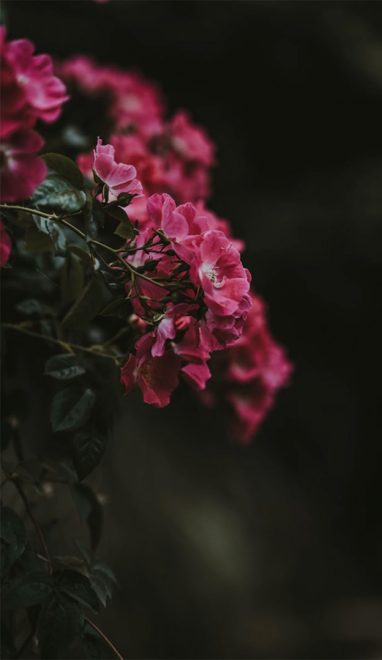 Pink Flowers Aesthetic Wallpapers