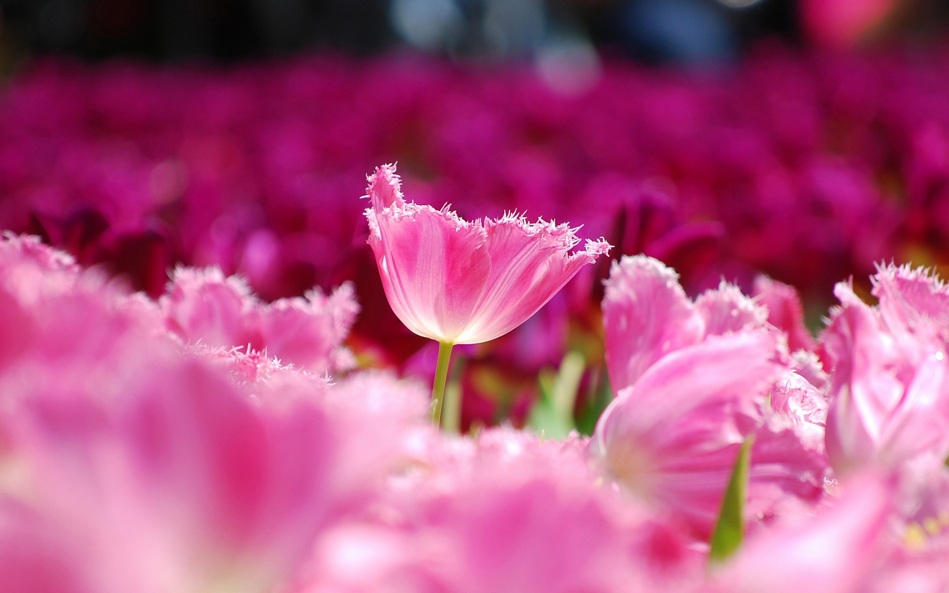 Pink Flowers Hd Wallpapers