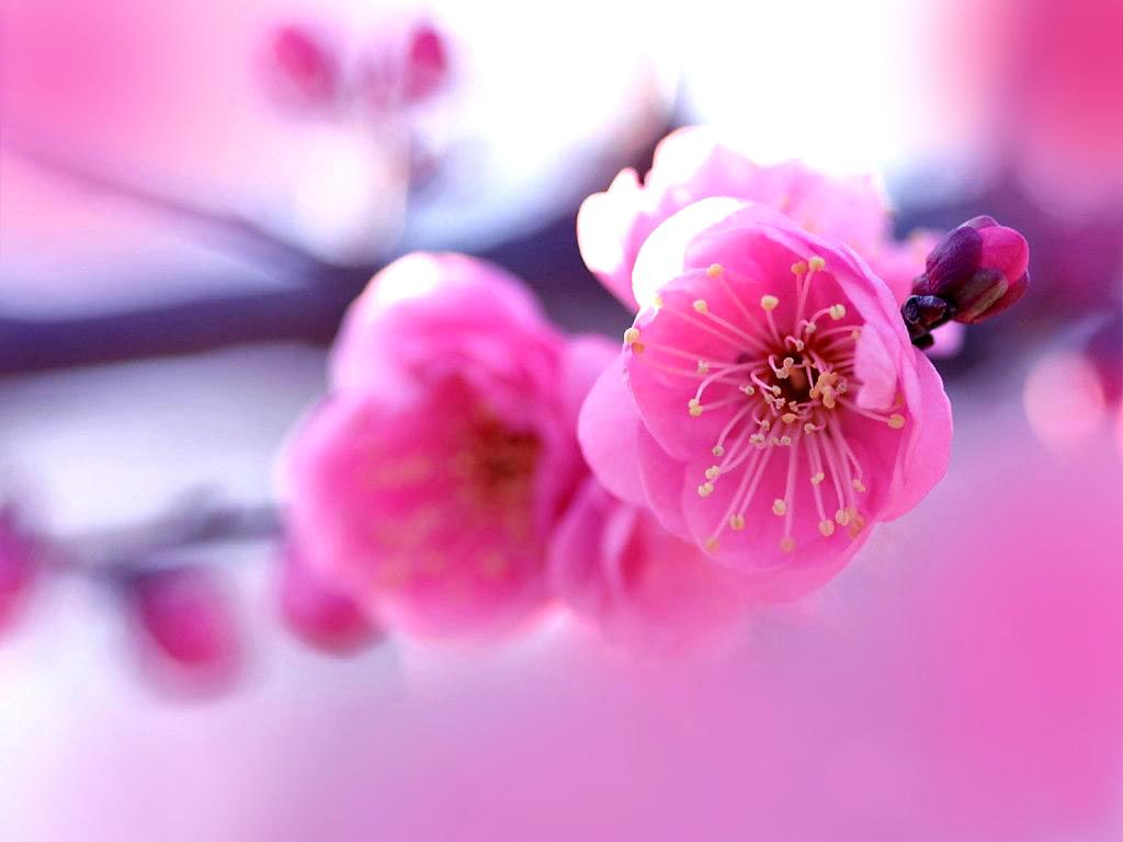 Pink Flowers Hd Wallpapers