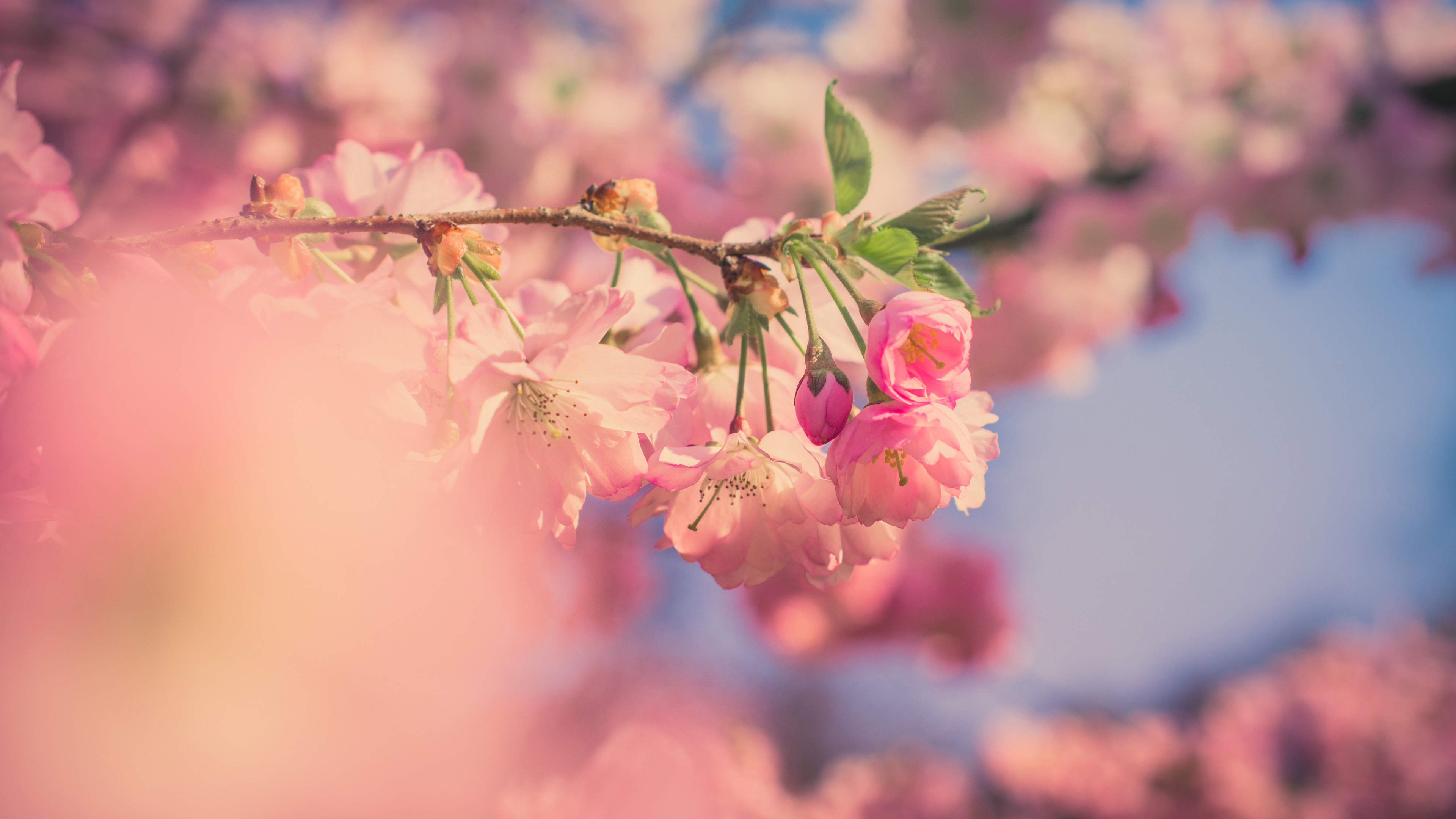 Pink Flowers Hd Wallpapers