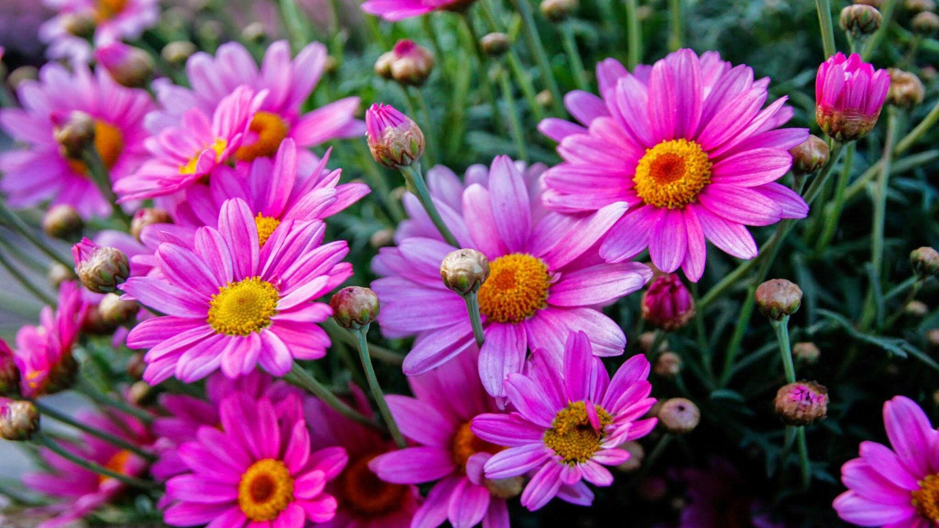 Pink Flowers Hd Wallpapers