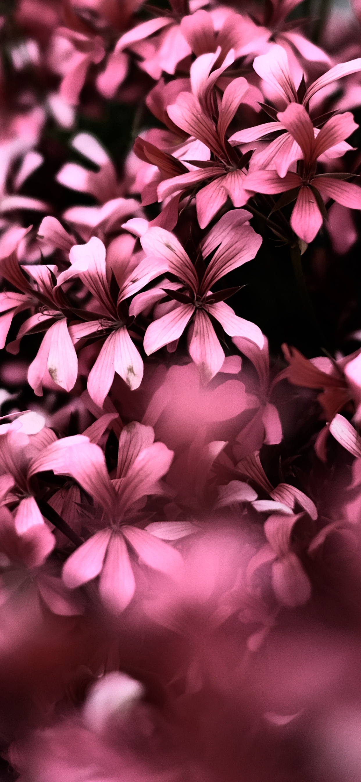 Pink Flowers Hd Wallpapers