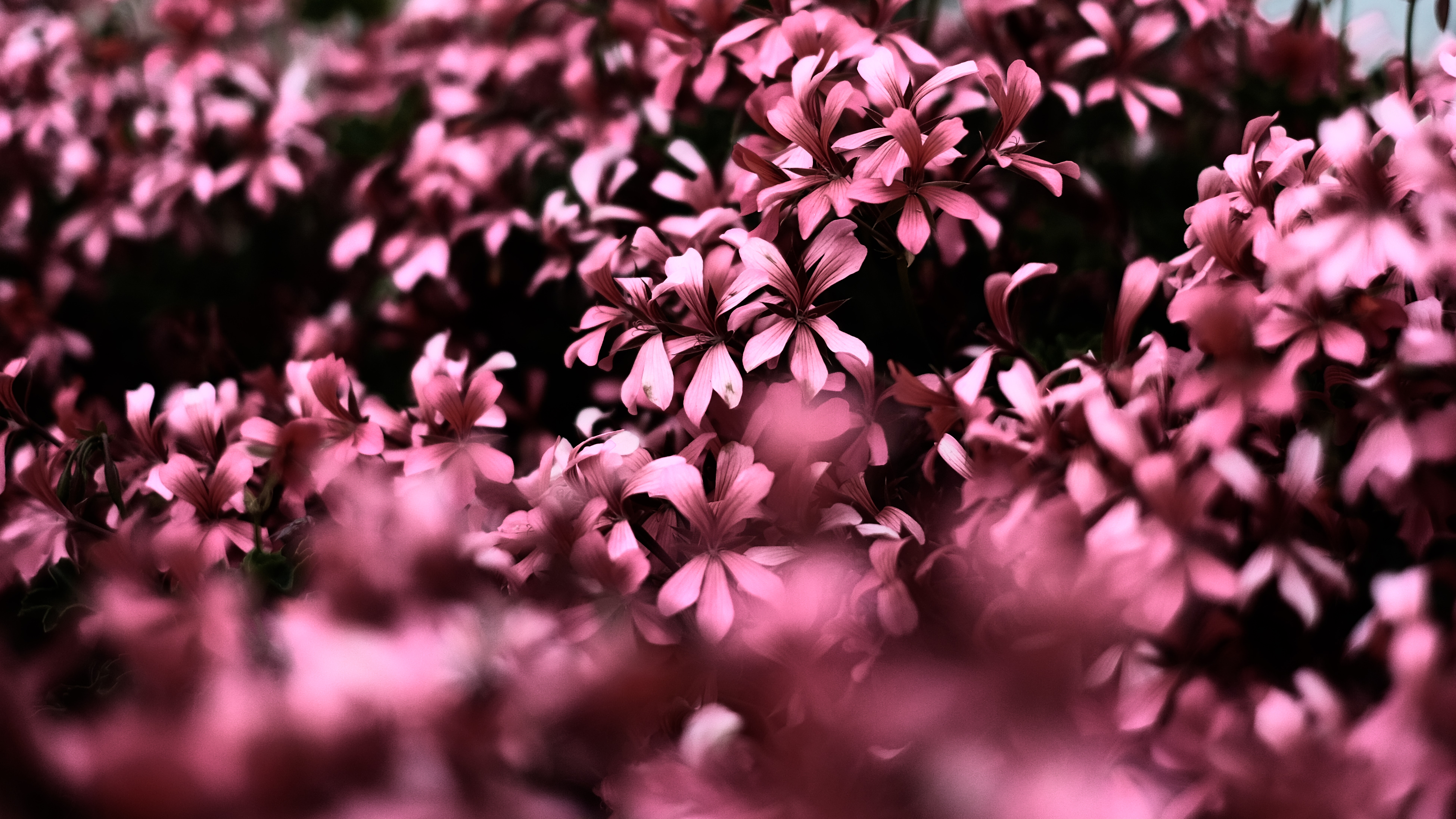 Pink Flowers Hd Wallpapers