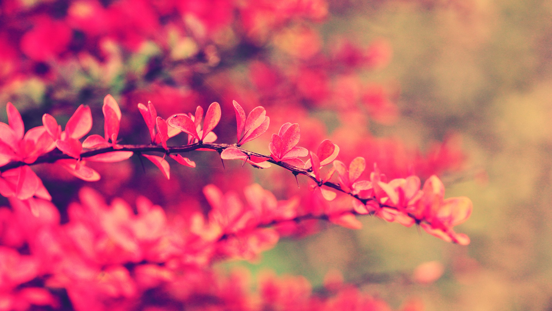 Pink Flowers Hd Wallpapers