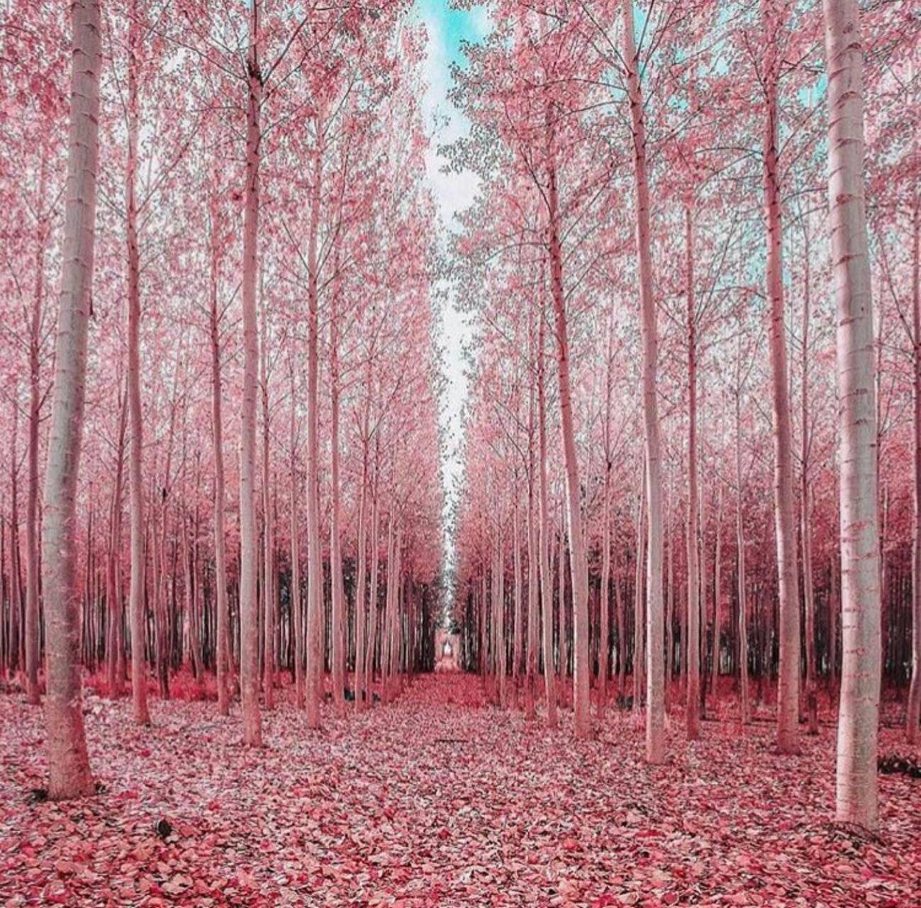 Pink Forest Wallpapers