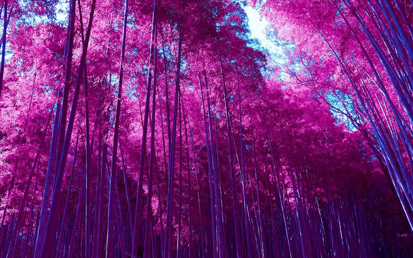 Pink Forest Wallpapers