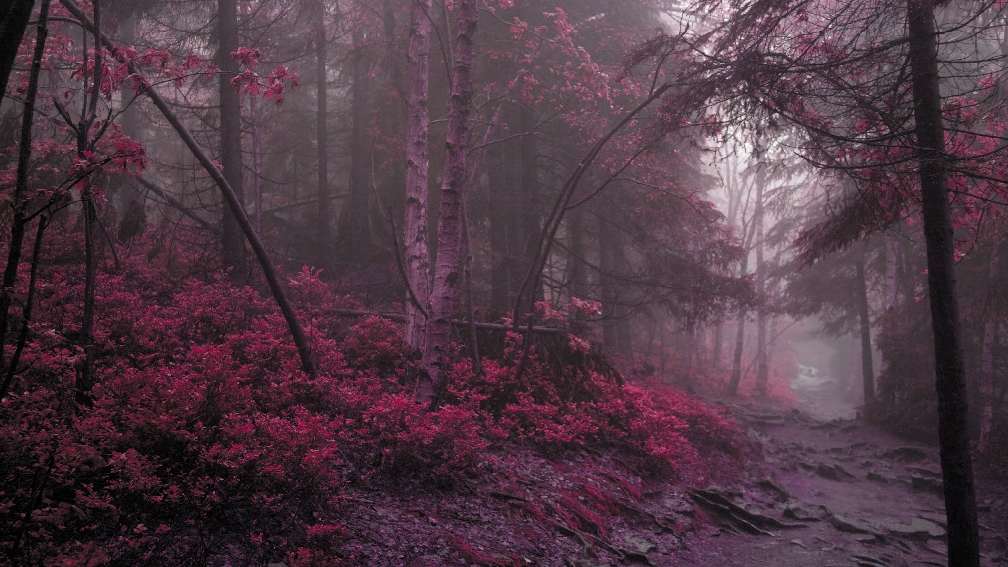 Pink Forest Wallpapers