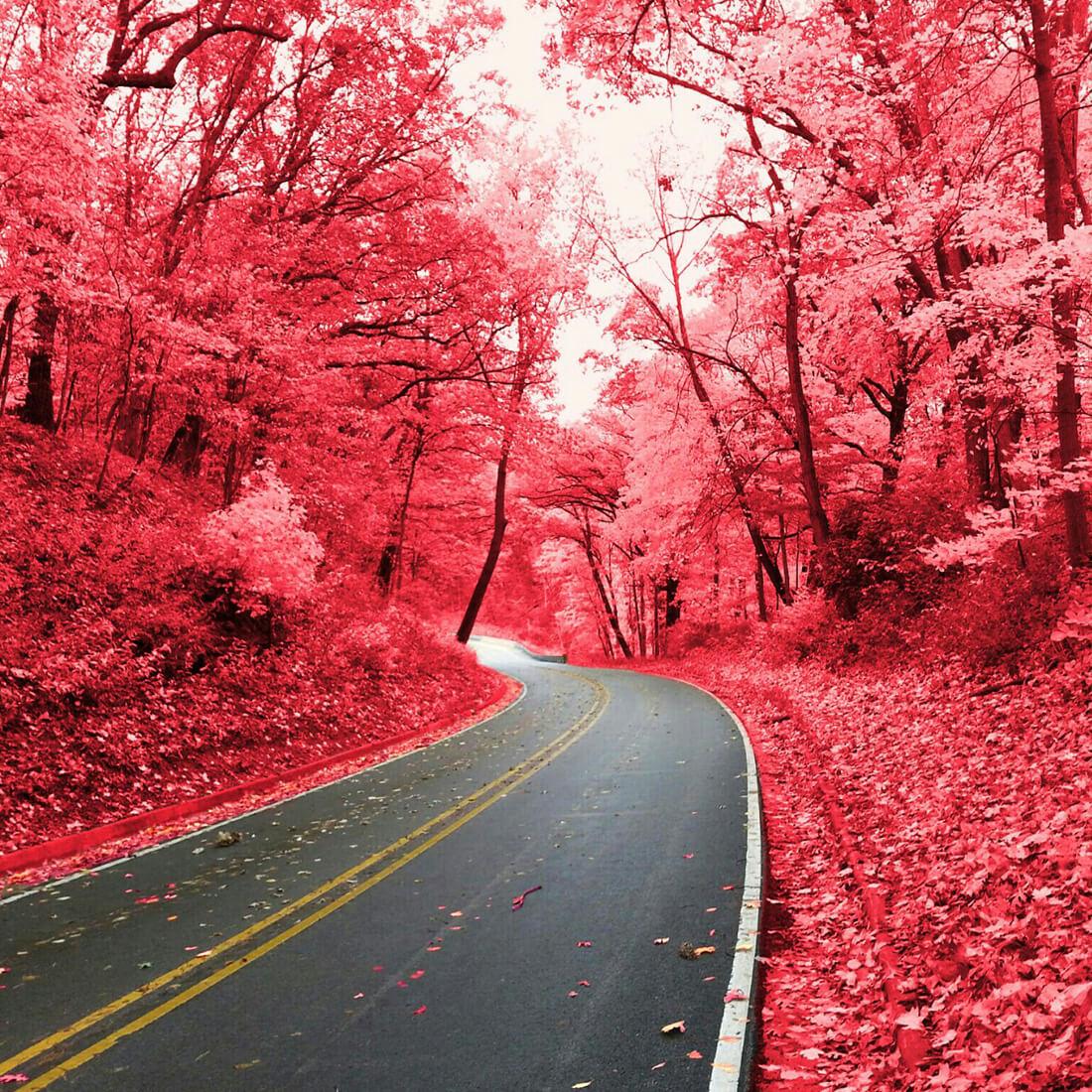 Pink Forest Wallpapers