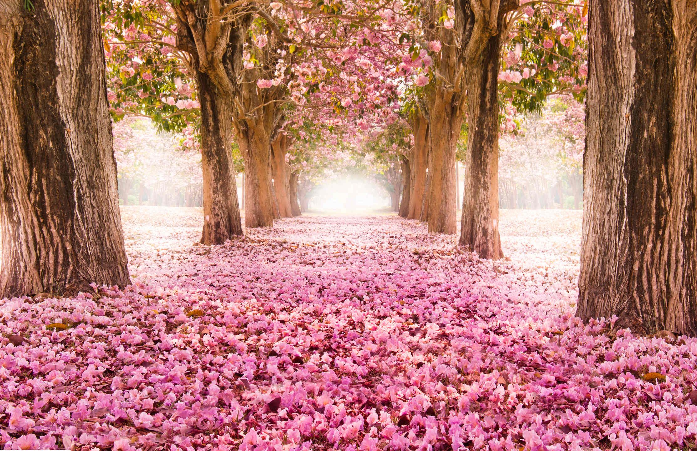 Pink Forest Wallpapers