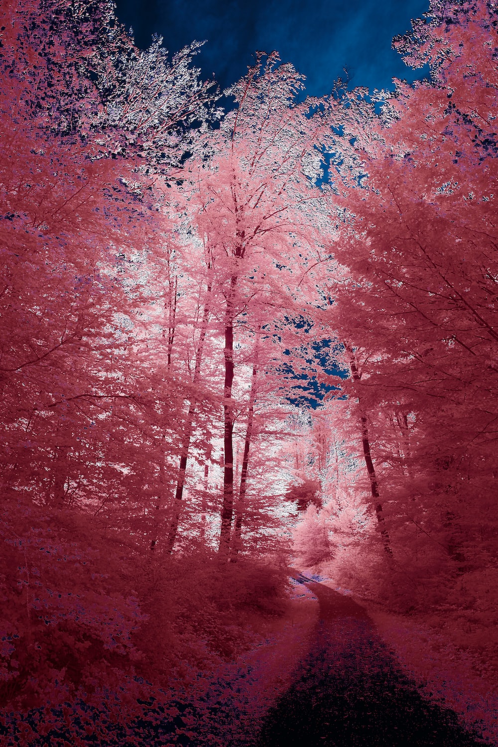 Pink Forest Wallpapers