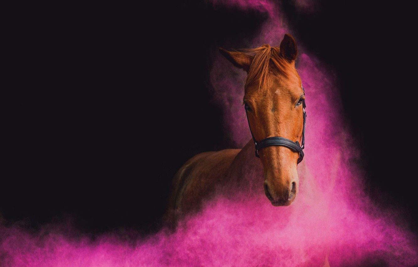 Pink Horse Wallpapers