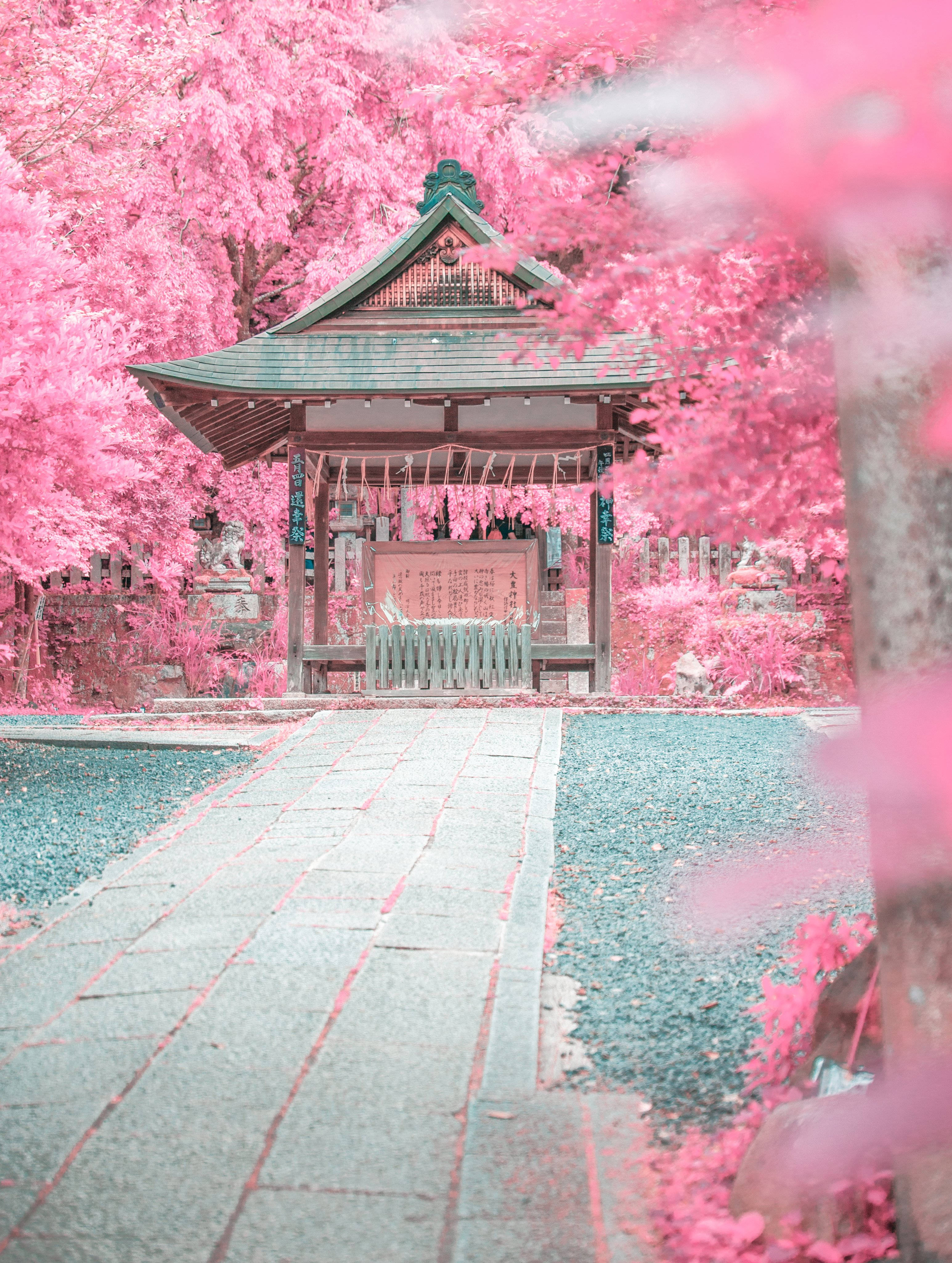 Pink Japanese Aesthetic Wallpapers