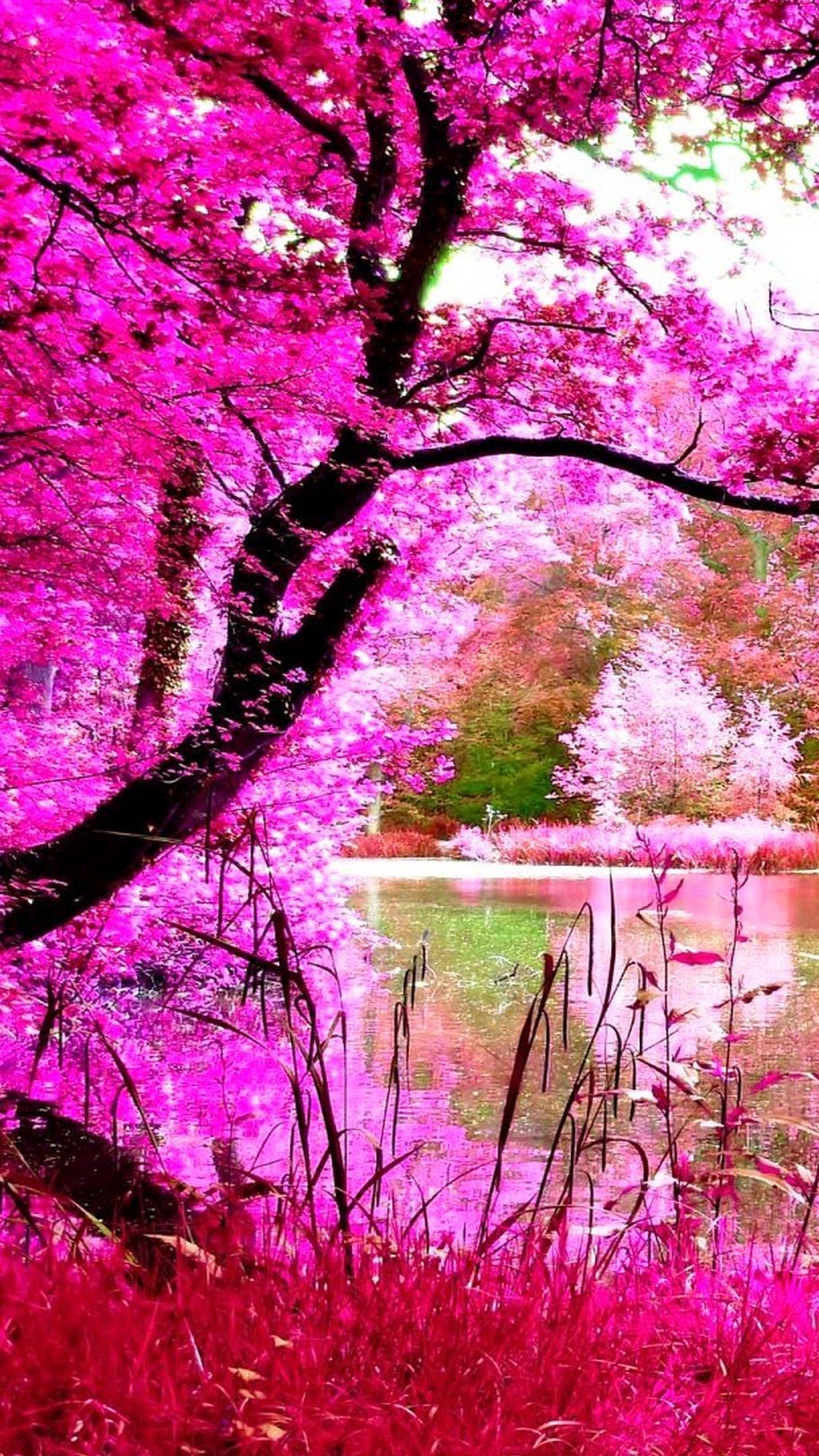 Pink Landscape Wallpapers