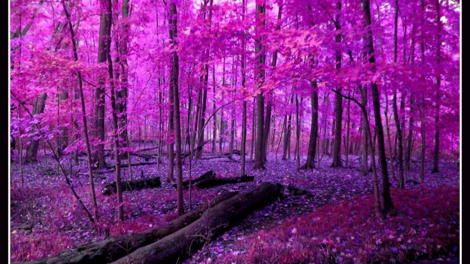 Pink Landscape Wallpapers